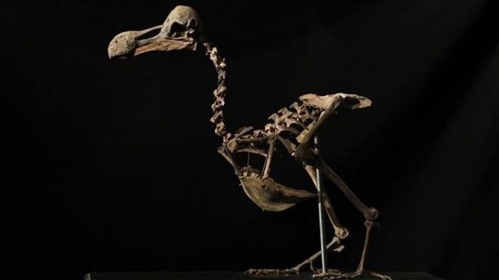 In first since 1914, `extremely rare` dodo skeleton sold 